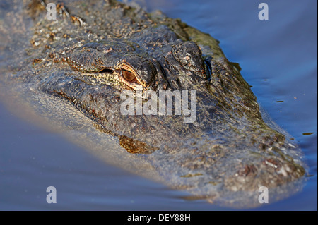 Alligator Alligator mississippiensis) (dans l'eau, le Parc National des Everglades, Florida, United States Banque D'Images