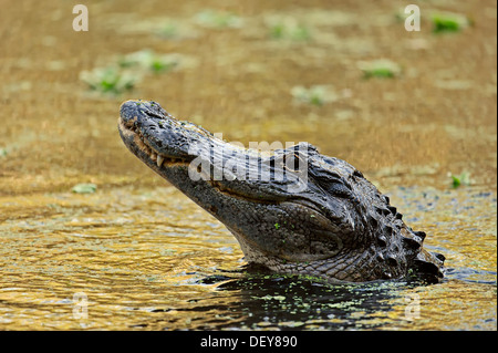 Alligator Alligator mississippiensis) (dans l'eau, tire-bouchon Swamp Sanctuary, Florida, United States Banque D'Images