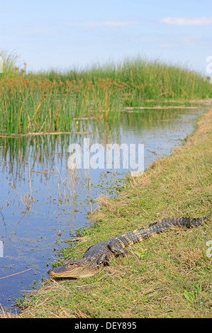 Alligator Alligator mississippiensis) (nouveau-nés, sur la rive, Florida, United States Banque D'Images