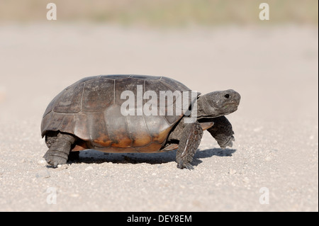 Gopher Tortoise (Gopherus polyphemus), Florida, United States Banque D'Images