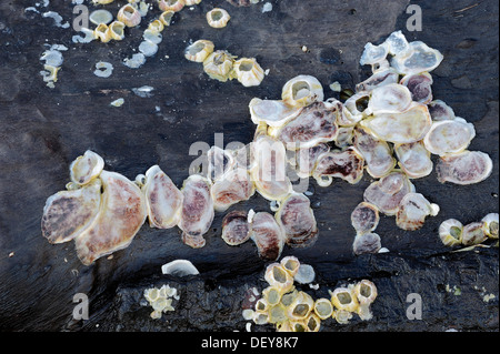 Les huîtres (Crassostrea sp.) et de balanes (Balanus sp.) sur bois flotté, Captiva Island, Florida, United States Banque D'Images