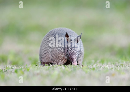 Tatou à neuf bandes (Dasypus novemcinctus), Florida, United States Banque D'Images