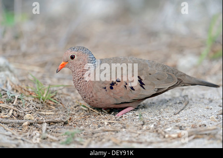 Un terrain d'Dove (Columbina passerina), homme, Sanibel Island, Florida, United States Banque D'Images