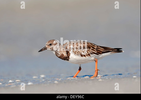 Tournepierre à collier (Arenaria interpres) en plumage non-reproduction, Sanibel Island, Florida, United States Banque D'Images