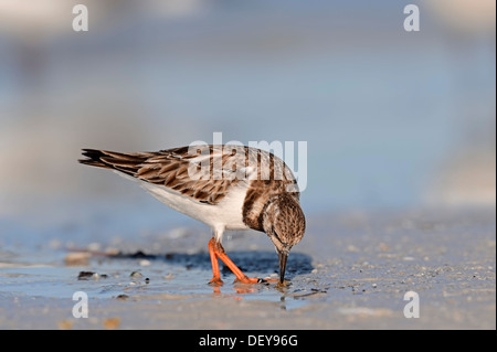 Tournepierre à collier (Arenaria interpres) en plumage non-reproduction, en quête de nourriture, Sanibel Island, Florida, United States Banque D'Images