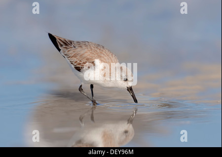Bécasseau sanderling (Calidris alba) en plumage d'hiver, en quête de nourriture, Sanibel Island, Florida, United States Banque D'Images