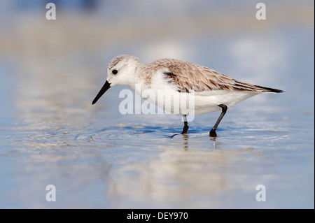 Bécasseau sanderling (Calidris alba) en plumage d'hiver, l'île de Sanibel, Florida, United States Banque D'Images
