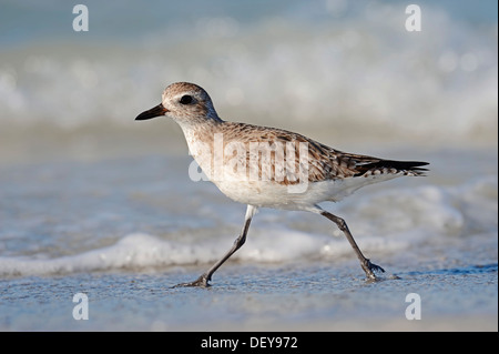 Grey Plover (Pluvialis squatarola) en plumage d'hiver, l'île de Sanibel, Florida, United States Banque D'Images