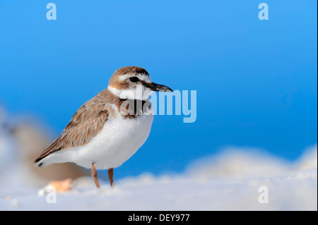 Pluvier de Wilson (Charadrius wilsonia), homme, Sanibel Island, Florida, United States Banque D'Images