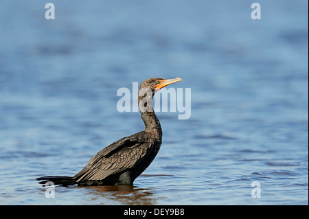 Cormoran à aigrettes (Phalacrocorax auritus) debout dans l'eau, le Parc National des Everglades, parc national des Everglades, en Floride Banque D'Images