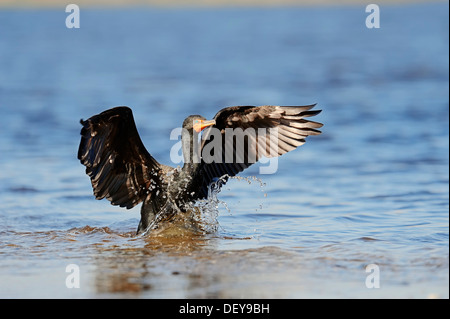 Cormoran à aigrettes (Phalacrocorax auritus) atterrir dans l'eau, le Parc National des Everglades, parc national des Everglades Banque D'Images