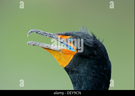 Cormoran à aigrettes (Phalacrocorax auritus), portrait, Parc National des Everglades, parc national des Everglades, en Floride Banque D'Images