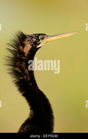 Anhinga d'Amérique ou Snake-Bird (Anhinga anhinga), homme, portrait, Everglades-Nationalpark, Florida, United States Banque D'Images