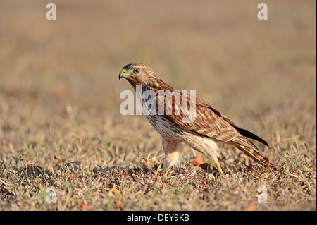 La Buse à épaulettes (Buteo lineatus), juvénile, Everglades-Nationalpark, Florida, United States Banque D'Images