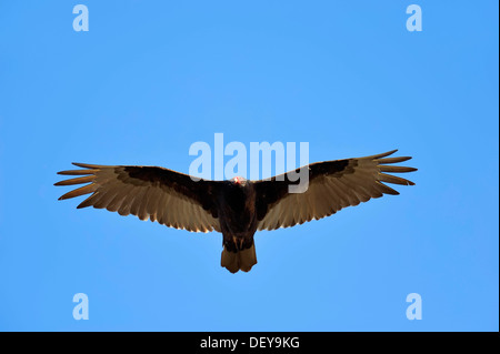 Urubu ou Turquie Buzzard (Cathartes aura) en vol, Everglades-Nationalpark, Florida, United States Banque D'Images