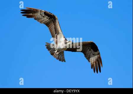 Balbuzard pêcheur (Pandion haliaetus carolinensis) en vol, Everglades-Nationalpark, Florida, United States Banque D'Images