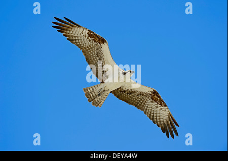 Balbuzard pêcheur (Pandion haliaetus carolinensis) en vol, Everglades-Nationalpark, Florida, United States Banque D'Images