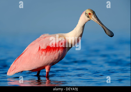 Ajaja Roseate Spoonbill (Ajaia ajaja, Platalea ajaja, ajaja) debout dans l'eau, Florida, United States Banque D'Images