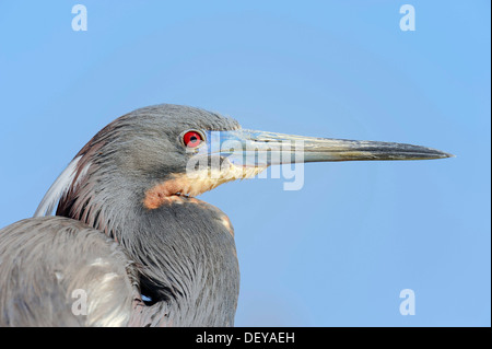 Aigrette tricolore (Egretta tricolor), portrait, Florida, United States Banque D'Images