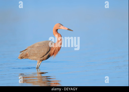 Egret (Dichromanassa rougeâtre, Egretta rufescens rufescens), Florida, United States Banque D'Images