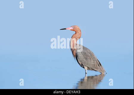 Egret (Dichromanassa rougeâtre, Egretta rufescens rufescens), Florida, United States Banque D'Images