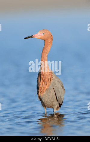 Egret (Dichromanassa rougeâtre, Egretta rufescens rufescens), Florida, United States Banque D'Images