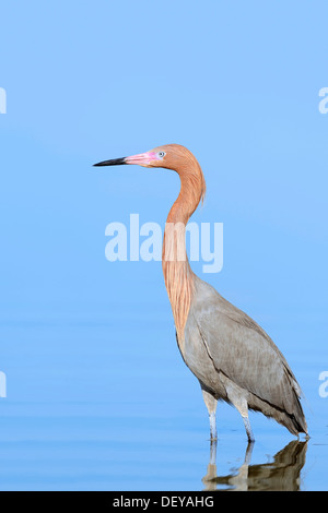 Egret (Dichromanassa rougeâtre, Egretta rufescens rufescens), Florida, United States Banque D'Images