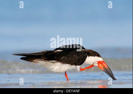 (Rynchops niger Black Skimmer) rayer lui-même, l'île de Sanibel, Florida, United States Banque D'Images