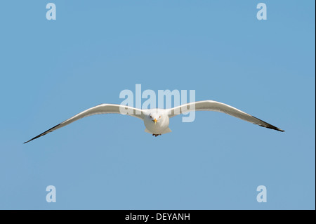 American Herring Gull ou Smithsonian Gull (Larus smithsonianus) en vol, Florida, United States Banque D'Images