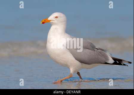 American Herring Gull ou Smithsonian Gull (Larus smithsonianus), Florida, United States Banque D'Images