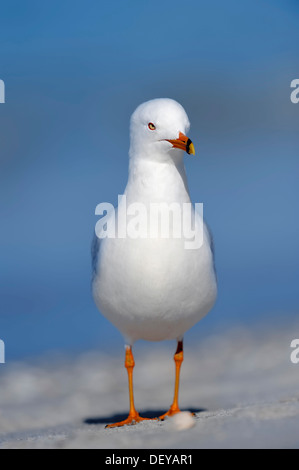 Le goéland à bec cerclé (Larus delawarensis) sur la plage, l'île de Sanibel, Florida, United States Banque D'Images