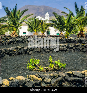 Les vignes de plus en plus de sols volcaniques La Geria Lanzarote Iles Canaries Espagne Banque D'Images