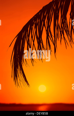 Cocotier (Cocos nucifera), la feuille de palmier, palmier au coucher du soleil, l'île de Sanibel, Florida, United States Banque D'Images