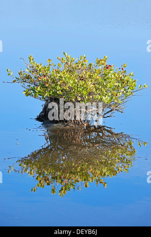 Mangrove rouge (Rhizophora mangle), avec des reflets dans l'eau, de Merritt Island, Florida, United States Banque D'Images