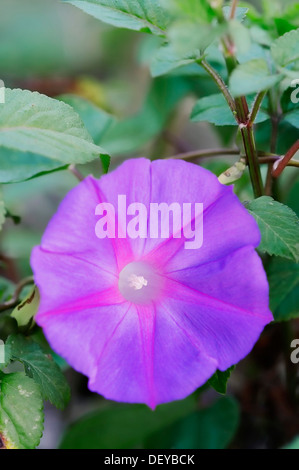 Blue morning glory (Ipomoea indica), la floraison, le Parc National des Everglades, Florida, United States Banque D'Images