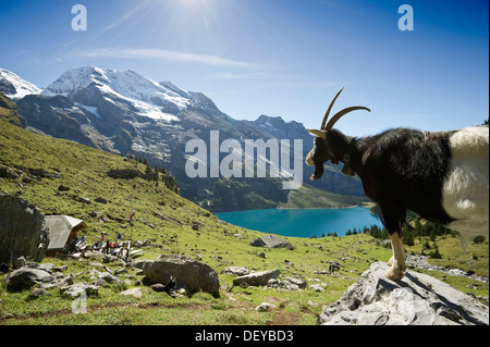 Le lac Oeschinensee, chèvre, Kandersteg, Oberland Bernois, Canton de Berne, Suisse, Europe Banque D'Images