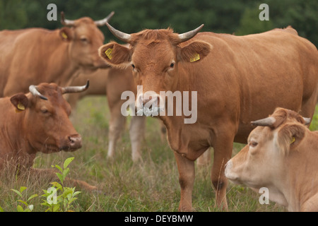 Le bétail, les bovins domestiques summer breed, troupeau, la réserve naturelle de Wahner Heide, Rhénanie du Nord-Westphalie Banque D'Images