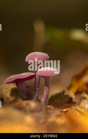 Améthyste (Laccaria amethystea séducteur) qui poussent sur le sol des forêts, région du Bergisches Land, Rhénanie du Nord-Westphalie Banque D'Images