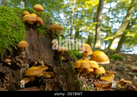 Woodtuft Kuehneromyces mutabilis (Gaine) poussant sur un tronc d'arbre mort, région du Bergisches Land, Rhénanie du Nord-Westphalie Banque D'Images