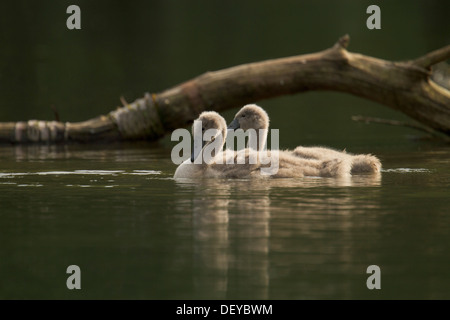 Mute Swan (Cygnus olor), deux jeunes oiseaux sur l'eau, région du Bergisches Land, Rhénanie du Nord-Westphalie Banque D'Images