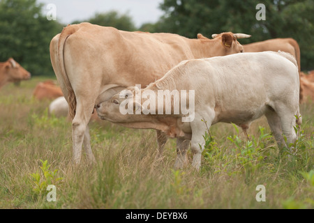 Bovins lait de vache Glan, un jeune taureau, la réserve naturelle de Wahner Heide, Rhénanie du Nord-Westphalie Banque D'Images