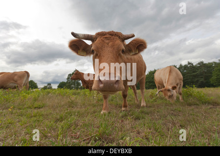 Troupeau de bovins, Glan Wahner Heide nature reserve, Rhénanie du Nord-Westphalie Banque D'Images