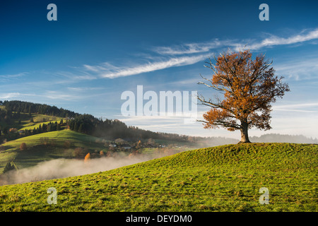 Couleur d'automne chêne (Quercus) avec du brouillard, près de Fribourg en Brisgau, Forêt-Noire, Bade-Wurtemberg Banque D'Images