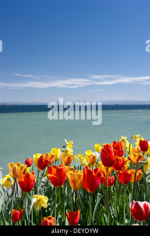 La floraison des tulipes (Tulipa) au lac de Constance, île Mainau, lac Constanz, Bade-Wurtemberg, Allemagne Banque D'Images