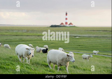 Phare et les moutons, Westerheversand, Büsum, Eiderstedt, Frise du Nord, Schleswig-Holstein, Allemagne Banque D'Images