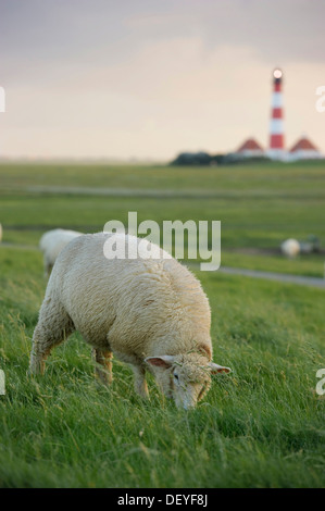 Phare et les moutons, Westerheversand, Büsum, Eiderstedt, Frise du Nord, Schleswig-Holstein, Allemagne Banque D'Images