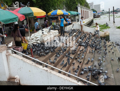 Les Thaïs se nourrissent les pigeons en dehors de Wat Rakang à Bangkok Banque D'Images