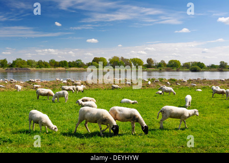 Moutons sur la Elbwiesen prés sur l'Elbe en Kirchwerder, Vier- und Marschlande county, Hambourg Banque D'Images