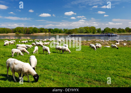 Moutons sur la Elbwiesen prés sur l'Elbe en Kirchwerder, Vier- und Marschlande county, Hambourg Banque D'Images