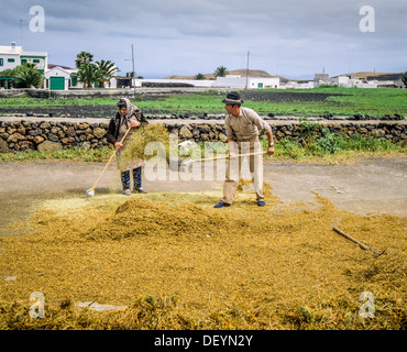 Couple d'agriculteurs le battage des cultures de lentilles Lanzarote Iles Canaries Espagne Banque D'Images